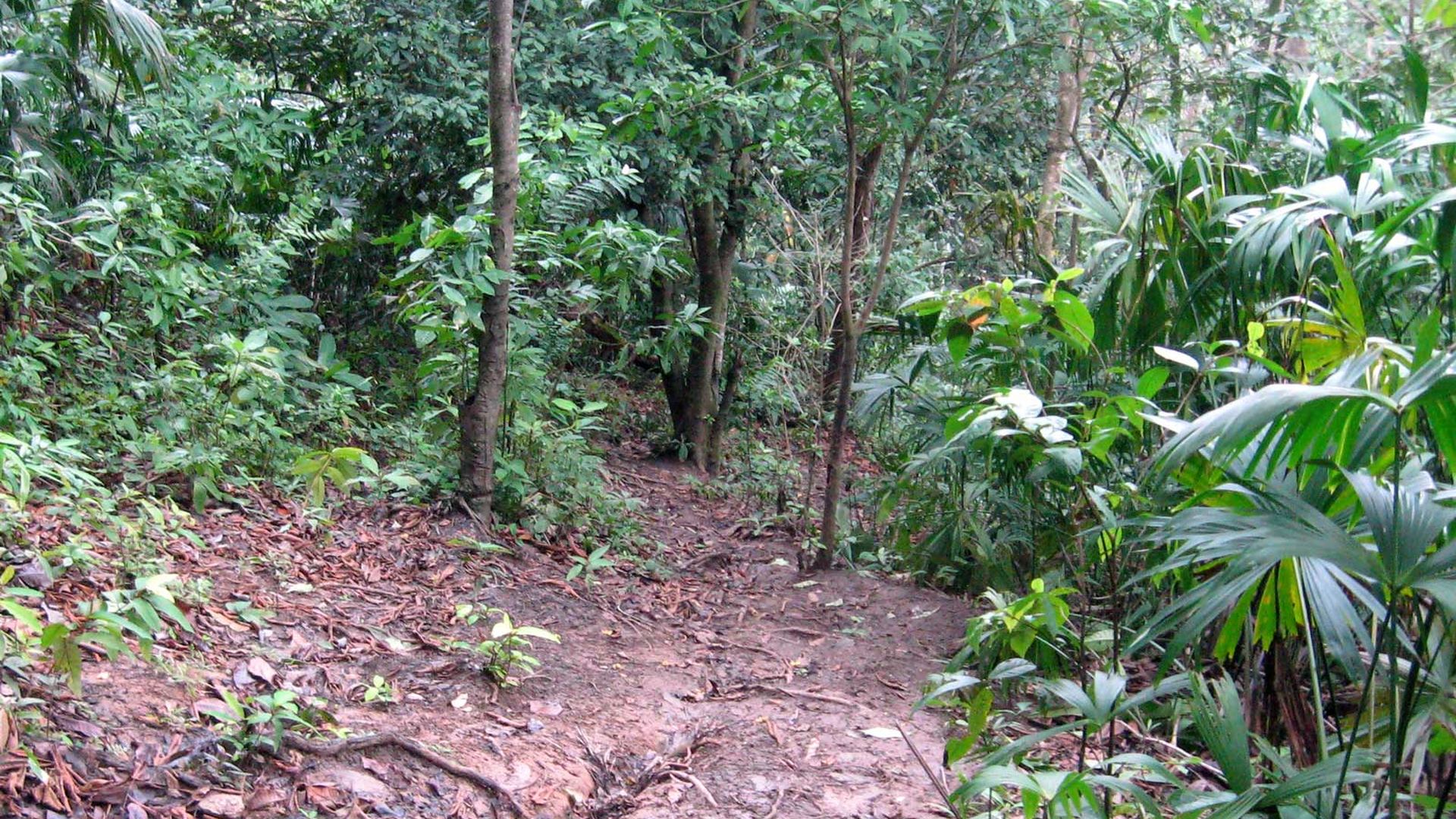 Sendero de selva en el Darién, Panamá